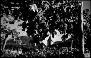 Traube (Positivo) di Atzwanger, Hugo (1934/09/92 - 1934/09/92)