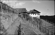 Weinberg (Positivo) di Atzwanger, Hugo (1939/03/09 - 1939/03/09)