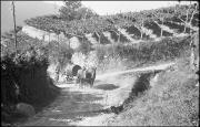 Transport (Positivo) di Atzwanger, Hugo (1938/10/12 - 1938/10/12)