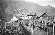 Weinbau (Positivo) di Atzwanger, Hugo (1933/11/12 - 1933/11/12)