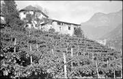 Weinberg (Positivo) di Atzwanger, Hugo (1938/11/05 - 1938/11/05)