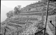 Weinberg (Positivo) di Atzwanger, Hugo