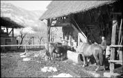 Pferd (Positivo) di Atzwanger, Hugo (1936/03/08 - 1936/03/08)