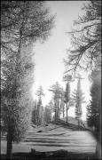Lärche (Positivo) di Atzwanger, Hugo (1936/10/18 - 1936/10/18)