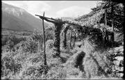 paesaggio (Positivo) di Atzwanger, Hugo
