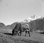 Stier auf der Weide