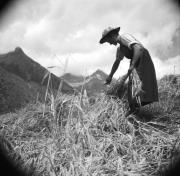 Kals, contadina durante la raccolta del fieno