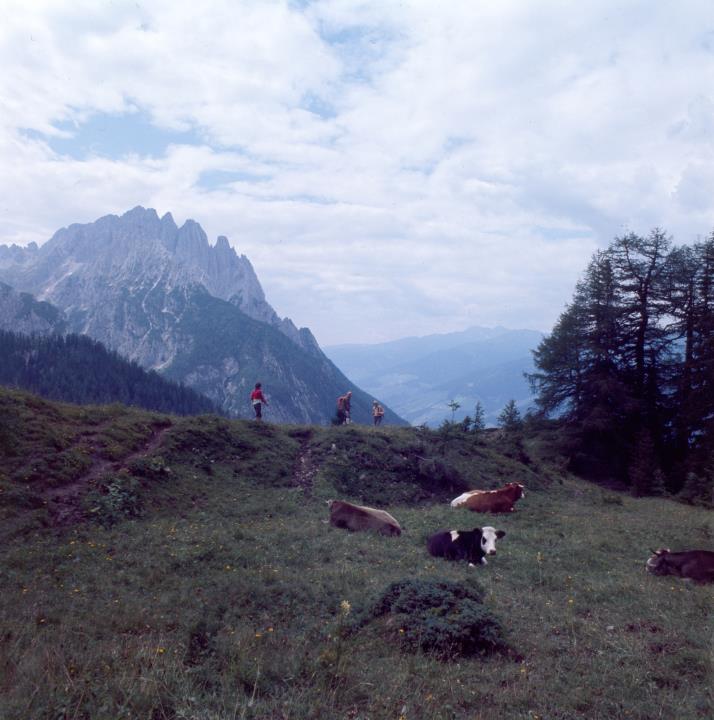 Dolomiti di Lienz - Monte Spitzkofel - Maso Kreithof - Mucche