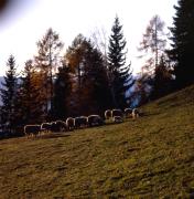 Iselsberg-Stronach - Schafe auf der Weide