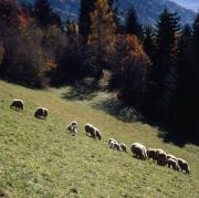 Iselsberg-Stronach - Pecore al pascolo
