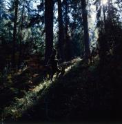 Lavant - Wald - Jäger