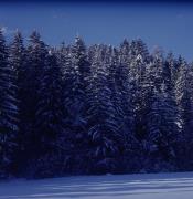 Tristach - Wald