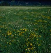Amlach - Felder