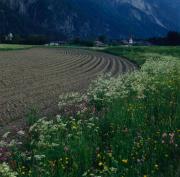 Amlach - Felder