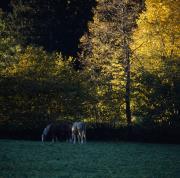 Leisach - Felder - Pferde