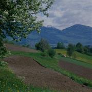 Leisach - Felder