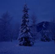 Christbaum mit Schlossberg