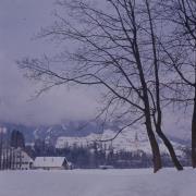 Motivi con alberi e altro
