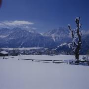 Blick auf Lienz, Birke im Vordergrund