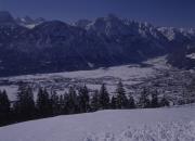 Blick auf Lienz, Bäume im Vordergrund