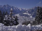 Blick auf Lienz, Bäume im Vordergrund