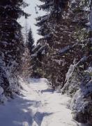Blick auf Lienz, Bäume im Vordergrund