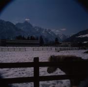 Motiv mit Pferd