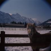 Motivo con cavallo