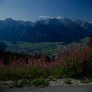 Blick auf Lienz und Drautal vom Zettersfeld, Blumen im Vordergrund