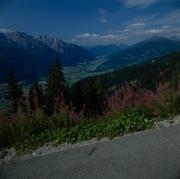 Blick auf Lienz und Drautal vom Zettersfeld, Blumen im Vordergrund