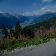 Blick auf Lienz und Drautal vom Zettersfeld, Blumen im Vordergrund
