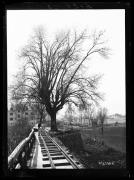 albero (Positivo) di Fotostudio Waldmüller (1904/03/21 - 1904/03/21)