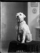 tavolo (Positivo) di Fotostudio Waldmüller (1928/01/01 - 1929/12/31)