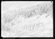 bosco (Positivo) di Fotostudio Waldmüller