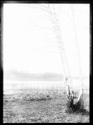 albero (Positivo) di Fotostudio Waldmüller