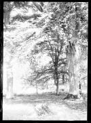 albero (Positivo) di Fotostudio Waldmüller