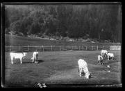 mucca/bovino (Positivo) di Fotostudio Waldmüller