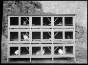 Ripresa in esterno. Conigliera. Otto conigli in gabbie