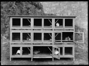 Ripresa in esterno. Conigliera. Otto conigli in gabbie