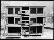 Ripresa in esterno. Conigliera