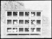 Ripresa in esterno. Conigliera. 12 conigli in gabbie