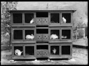 Ripresa in esterno. Conigliera. Nove conigli in gabbie