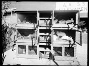 Ripresa in esterno. Conigliera. 13 conigli in gabbie. Sullo sfondo la scritte 