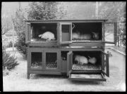 animale (Positivo) di Fotostudio Waldmüller (1945/05/01 - 1945/05/01)