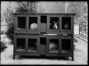 animale (Positivo) di Fotostudio Waldmüller (1945/05/01 - 1945/05/01)