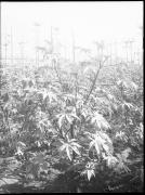 Ripresa in esterno. Giardino