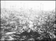 campo (Positivo) di Fotostudio Waldmüller (1940/10/01 - 1940/10/31)