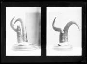 Objektaufnahme. Zwei Aufnahmen von Gehörnen