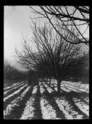Ripresa in esterno. Frutteto con neve