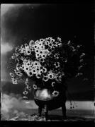 Ripresa in studio. Un mazzo di fiori